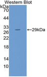 FGF23 Antibody - Western blot of recombinant FGF23 / FGF-23.  This image was taken for the unconjugated form of this product. Other forms have not been tested.