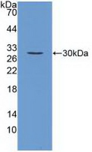 FGF23 Antibody - Western Blot; Sample: Recombinant FGF23, Mouse.