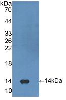 FGF23 Antibody - Western Blot; Sample: Recombinant FGF23, Human.