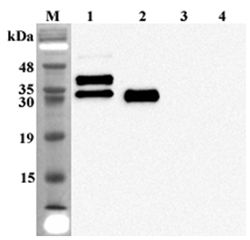 FGF23 Antibody - Western blot analysis of human FGF23 using anti-FGF-23 (human), mAb (FG322-3) at 1:2,000 dilution. 1. Recombinant human FGF23 (FC protein). 2. Recombinant human cleavage-resistant FGF23 (R179Q). 3. Recombinant mouse FGF23 (Fc protein). 4. Recombinant human IL-17 (FC protein) (negative control).