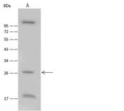 FGF23 Antibody - Anti-FGF23 rabbit polyclonal antibody at 1:500 dilution. Lane A: Mouse brain tissue lysate. Lysates/proteins at 30 ug per Lane. Secondary: Goat Anti-Rabbit-Rabbit IgG (H+L)/HRP at 1/10000 dilution. Developed using the ECL technique. Performed under reducing conditions. Predicted band size: 27 kDa. Observed band size: 27 kDa.