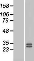 FGF3 Protein - Western validation with an anti-DDK antibody * L: Control HEK293 lysate R: Over-expression lysate