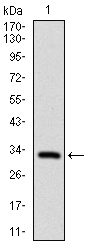 FGF4 Antibody - Western blot using FGF4 monoclonal antibody against human FGF4 recombinant protein. (Expected MW is 32.6 kDa)