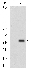 FGF4 Antibody - Western blot using FGF4 monoclonal antibody against HEK293 (1) and FGF4 (AA: 62-123)-hIgGFc transfected HEK293 (2) cell lysate.