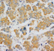 FGF4 Antibody -  This image was taken for the unconjugated form of this product. Other forms have not been tested.