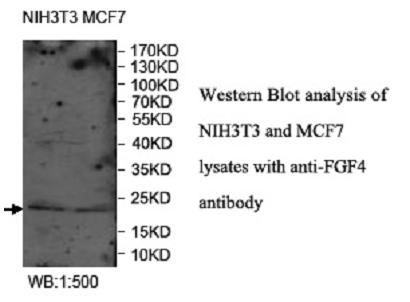 FGF4 Antibody - Western blot of FGF4 antibody