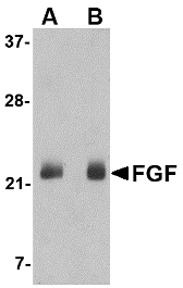 FGF4 Antibody - Western blot of FGF4 in NIH 3T3 cell lysate with FGF4 antibody at (A) 0.5 and (B) 1 ug/ml.