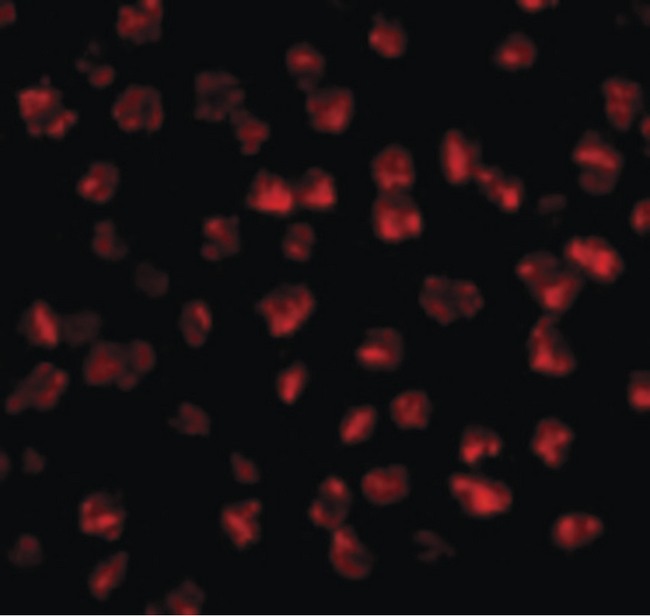 FGF4 Antibody - Immunofluorescence of FGF4 in 3T3 cells with FGF4 antibody at 2.5 ug/ml.