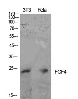 FGF4 Antibody - Western Blot analysis of extracts from NIH-3T3, Hela cells using FGF4 Antibody.
