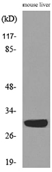 FGF5 Antibody - Western blot analysis of lysate from mouse liver cells, using FGF5 Antibody.