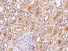 FGF5 Antibody - Immunochemical staining of human FGF5 in human kidney with rabbit polyclonal antibody at 1:300 dilution, formalin-fixed paraffin embedded sections.