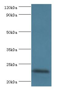 FGF6 Antibody - Western blot. All lanes: FGF6 antibody at 10 ug/ml+HepG2 whole cell lysate. Secondary antibody: Goat polyclonal to rabbit at 1:10000 dilution. Predicted band size: 23 kDa. Observed band size: 23 kDa.