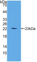 FGF6 Antibody - Western Blot; Sample: Recombinant FGF6, Mouse.