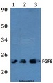 FGF6 Antibody - Western blot of FGF6 antibody at 1:500 dilution. Lane 1: MCF-7 whole cell lysate. Lane 2: H9C2 whole cell lysate. Lane 3: Raw264.7 whole cell lysate.