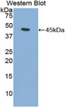 FGF7 / KGF Antibody - Western blot of recombinant FGF7 / KGF.  This image was taken for the unconjugated form of this product. Other forms have not been tested.