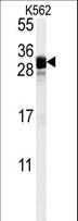 FGF7 / KGF Antibody - FGF7 Antibody western blot of K562 cell line lysates (35 ug/lane). The FGF7 antibody detected the FGF7 protein (arrow).