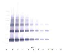 FGF7 / KGF Antibody - Western Blot (non-reducing) of FGF7 / KGF antibody. This image was taken for the unconjugated form of this product. Other forms have not been tested.