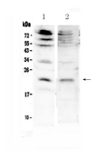 FGF7 / KGF Antibody - Western blot - Anti-KGF Picoband Antibody