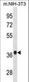 FGF8 Antibody - Mouse Fgf8 Antibody western blot of mouse NIH-3T3 cell line lysates (35 ug/lane). The Mouse Fgf8 antibody detected the Mouse Fgf8 protein (arrow).
