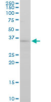 FGF8 Antibody - FGF8 monoclonal antibody (M01), clone 2A10. Western Blot analysis of FGF8 expression in PC-12.