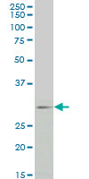 FGF8 Antibody - FGF8 monoclonal antibody (M01), clone 2A10 Western Blot analysis of FGF8 expression in HepG2.