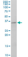 FGF8 Antibody - FGF8 monoclonal antibody (M01), clone 2A10. Western Blot analysis of FGF8 expression in NIH/3T3.
