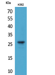 FGF8 Antibody - Western Blot analysis of extracts from K562 cells using FGF8 Antibody.