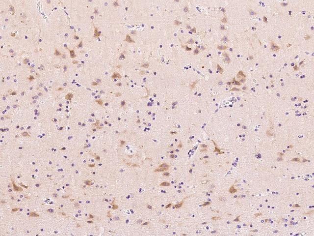 FGF9 Antibody - Immunochemical staining FGF9 in human brain with rabbit polyclonal antibody at 1:1000 dilution, formalin-fixed paraffin embedded sections.