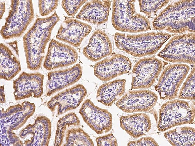 FGF9 Antibody - Immunochemical staining FGF9 in mouse small intestine with rabbit polyclonal antibody at 1:1000 dilution, formalin-fixed paraffin embedded sections.
