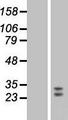 FGF9 Protein - Western validation with an anti-DDK antibody * L: Control HEK293 lysate R: Over-expression lysate