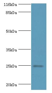 FGFBP2 Antibody - Western blot. All lanes: FGFBP2 antibody at 2 ug/ml+human serum. Secondary antibody: Goat polyclonal to rabbit at 1:10000 dilution. Predicted band size: 25 kDa. Observed band size: 25 kDa.  This image was taken for the unconjugated form of this product. Other forms have not been tested.