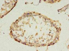 FGFBP2 Antibody - Immunohistochemistry of paraffin-embedded human testis using antibody at 1:100 dilution.  This image was taken for the unconjugated form of this product. Other forms have not been tested.