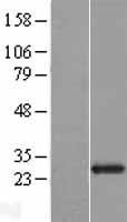 FGFBP2 Protein - Western validation with an anti-DDK antibody * L: Control HEK293 lysate R: Over-expression lysate