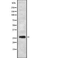 FGFBP3 Antibody - Western blot analysis FGFBP3 using HT29 whole cells lysates
