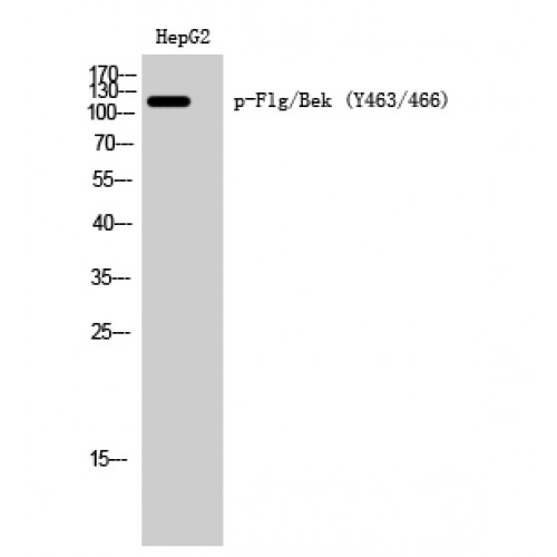 FGFR / FGF Receptor Antibody - Western blot of Phospho-Flg/Bek (Y463/466) antibody