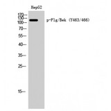 FGFR / FGF Receptor Antibody - Western blot of Phospho-Flg/Bek (Y463/466) antibody