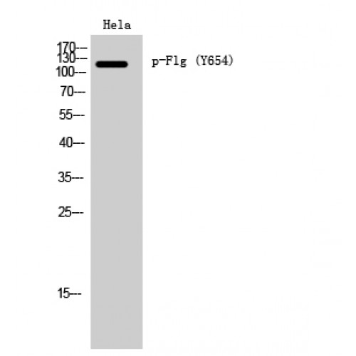 FGFR1 / FGF Receptor 1 Antibody - Western blot of Phospho-Flg (Y654) antibody