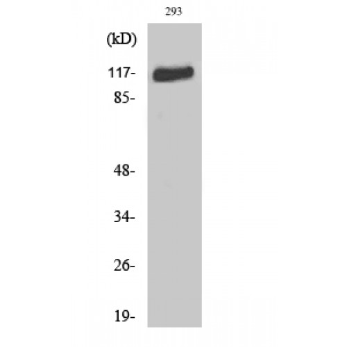 FGFR1 / FGF Receptor 1 Antibody - Western blot of Flg antibody