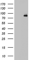 FGFR1 / FGF Receptor 1 Antibody - HEK293T cells were transfected with the pCMV6-ENTRY control (Left lane) or pCMV6-ENTRY FGFR1 (Right lane) cDNA for 48 hrs and lysed. Equivalent amounts of cell lysates (5 ug per lane) were separated by SDS-PAGE and immunoblotted with anti-FGFR1.
