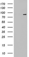 FGFR1 / FGF Receptor 1 Antibody - HEK293T cells were transfected with the pCMV6-ENTRY control (Left lane) or pCMV6-ENTRY FGFR1 (Right lane) cDNA for 48 hrs and lysed. Equivalent amounts of cell lysates (5 ug per lane) were separated by SDS-PAGE and immunoblotted with anti-FGFR1.