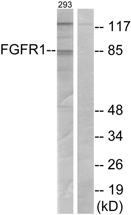 FGFR1 / FGF Receptor 1 Antibody - Western blot analysis of lysates from 293 cells, treated with EGF 200ng/ml 30', using FGFR1 Antibody. The lane on the right is blocked with the synthesized peptide.