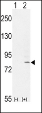 FGFR1 / FGF Receptor 1 Antibody - Western blot of FGFR1 (arrow) using rabbit polyclonal FGFR1-Y307. 293 cell lysates (2 ug/lane) either nontransfected (Lane 1) or transiently transfected with the FGFR1 gene (Lane 2).