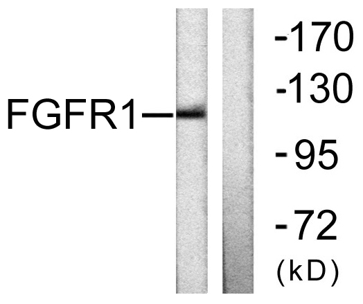 FGFR1 / FGF Receptor 1 Antibody - Western blot analysis of lysates from 293 cells, using FGFR1 Antibody. The lane on the right is blocked with the synthesized peptide.