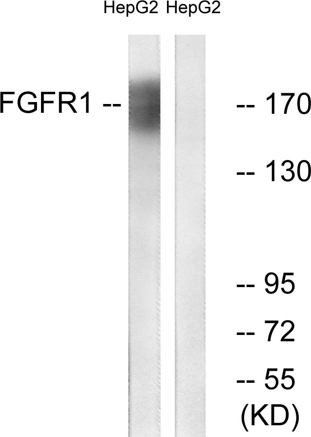 FGFR1 / FGF Receptor 1 Antibody - Western blot analysis of lysates from HepG2 cells, using FGFR1 Antibody. The lane on the right is blocked with the synthesized peptide.