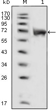 FGFR1 / FGF Receptor 1 Antibody - Western blot using FGFR1 mouse monoclonal antibody against extracellular domain of human FGFR1 (aa22-376).