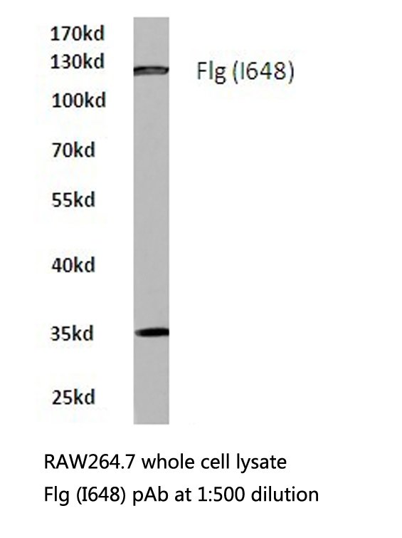 FGFR1 / FGF Receptor 1 Antibody - Western blot of FGFR1 (I648) pAb in extracts from RAW264.7 cells.