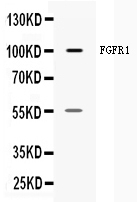 FGFR1 / FGF Receptor 1 Antibody - Western blot - Anti-FGFR1 Picoband Antibody