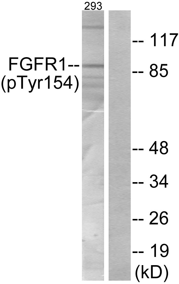 FGFR1 / FGF Receptor 1 Antibody - Western blot analysis of lysates from 293 cells, using FGFR1 (Phospho-Tyr154) Antibody. The lane on the right is blocked with the phospho peptide.