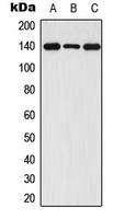 FGFR1 / FGF Receptor 1 Antibody - Western blot analysis of FGFR1 (pY654) expression in HEK293T (A); Raw264.7 (B); PC12 (C) whole cell lysates.