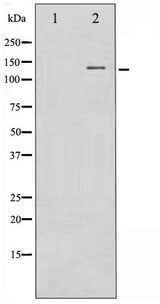 FGFR1 / FGF Receptor 1 Antibody - Western blot of FGFR1 phosphorylation expression in Insulin treated 293 whole cell lysates,The lane on the left is treated with the antigen-specific peptide.